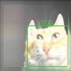 cat dog