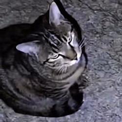 MOGCAT
