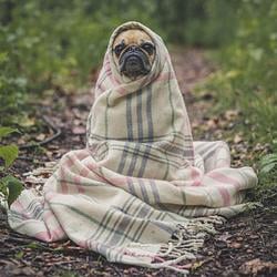 COZYPUG / SOL