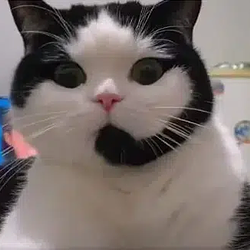 CALLCAT / SOL
