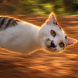 Motion