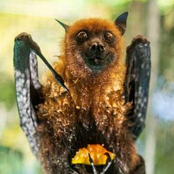 SERIOUSBAT
