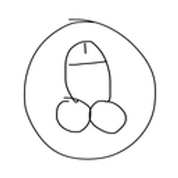 COCK