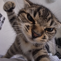 PUNCHCAT