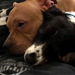 pup