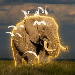 ELEPHANT