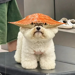 똥게. / SOL