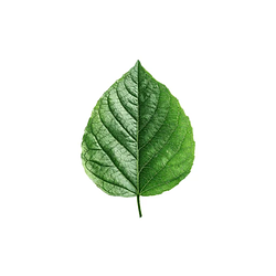 LEAF