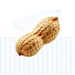 NUT