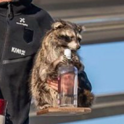 RACOON / SOL