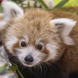 PABU