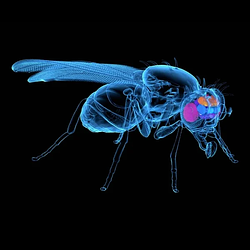 FLY