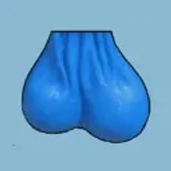 testicles