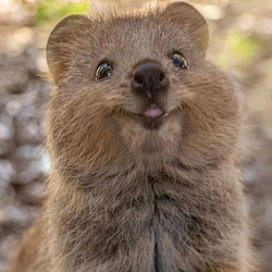 Quokka / SOL