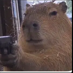 capybara