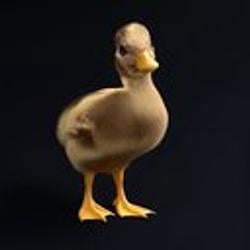 Quack
