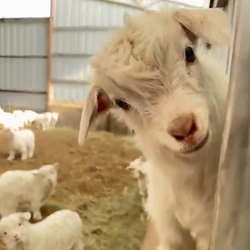 TINYGOAT / SOL