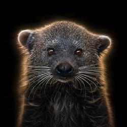 Binturong
