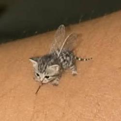 meow