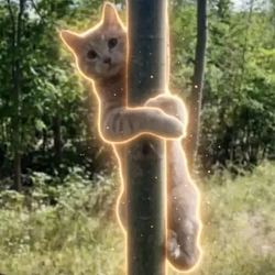 Hodlcat