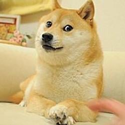 loyalDoge / SOL