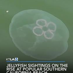 JELLYFISH
