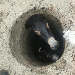 DIH
