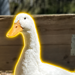 DuckToken / SOL