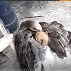 GOOSEPUPPY