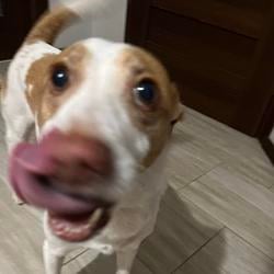 dogmog