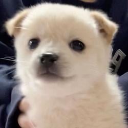 cutedog