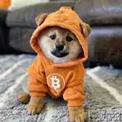 BITDOG