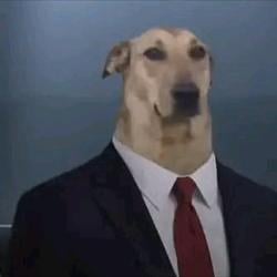 DOG / SOL