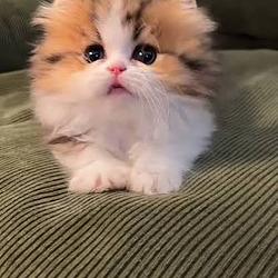 XX