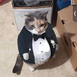 SUITCAT / SOL