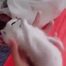 67cat