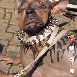 mandog