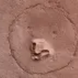 marsbear / SOL