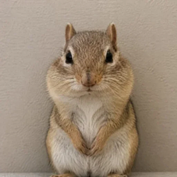 chip