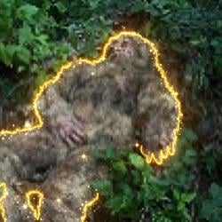 SASQUATCH / SOL