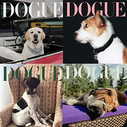 DOGUES
