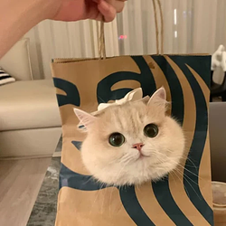 bagcat / SOL
