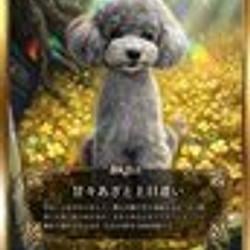 CARDIFY / SOL