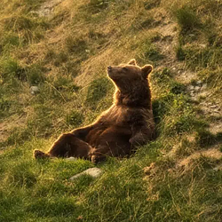 chillbear