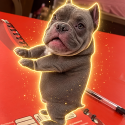 PIT BULL DAN