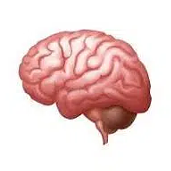BRAIN / SOL