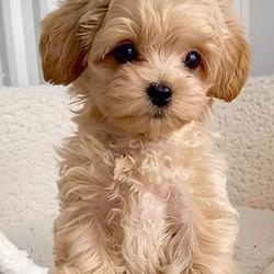 pooddle