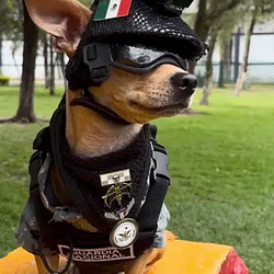 CHIHUAHUA
