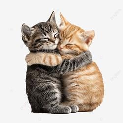 CATS / SOL