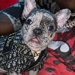 DIOR
